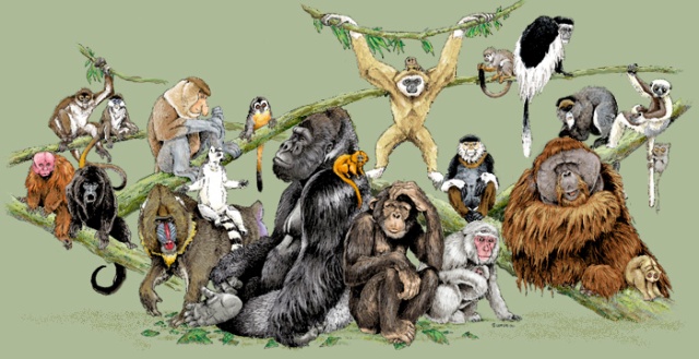 razas-de-primates-monos